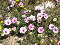 ACTIVITATS COSMOF&Iacute;SICA-FLORA